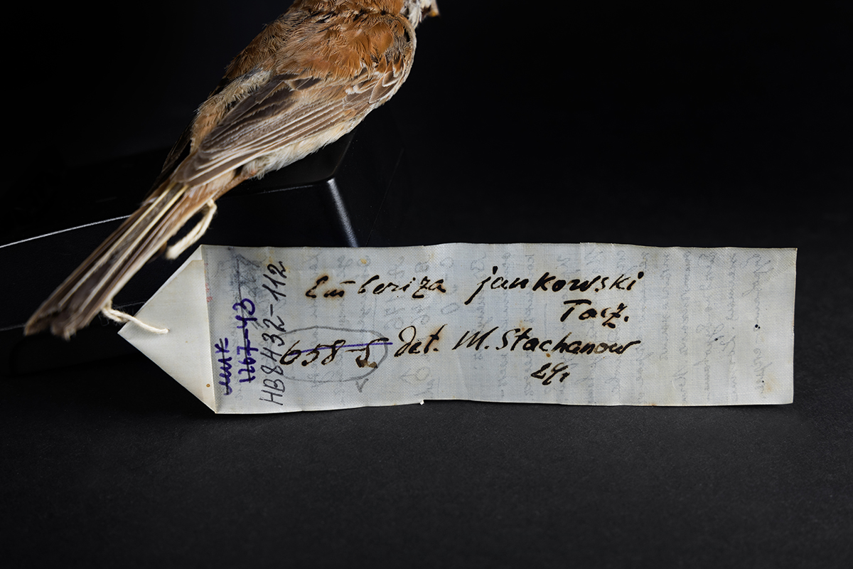 Овсянка Янковского | Emberiza jankowskii