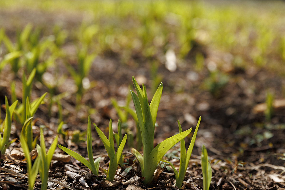 Акция «Колокол мира»