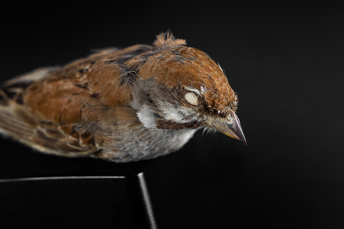 Овсянка Янковского | Emberiza jankowskii