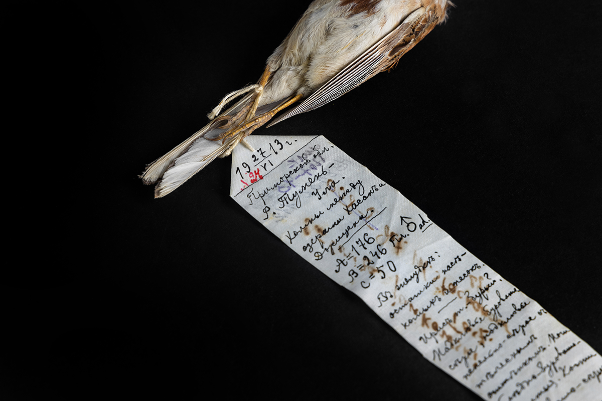 Овсянка Янковского | Emberiza jankowskii