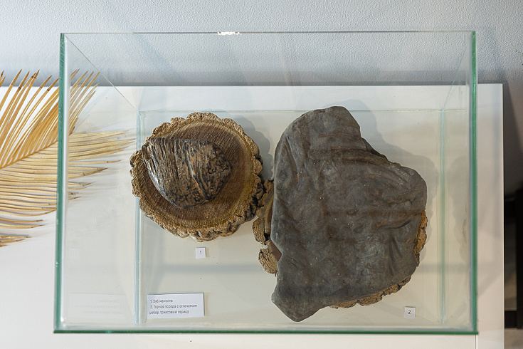 Выставка «Эхо из прошлого в настоящее»: мост через миллионы лет в мир древних обитателей Приморья