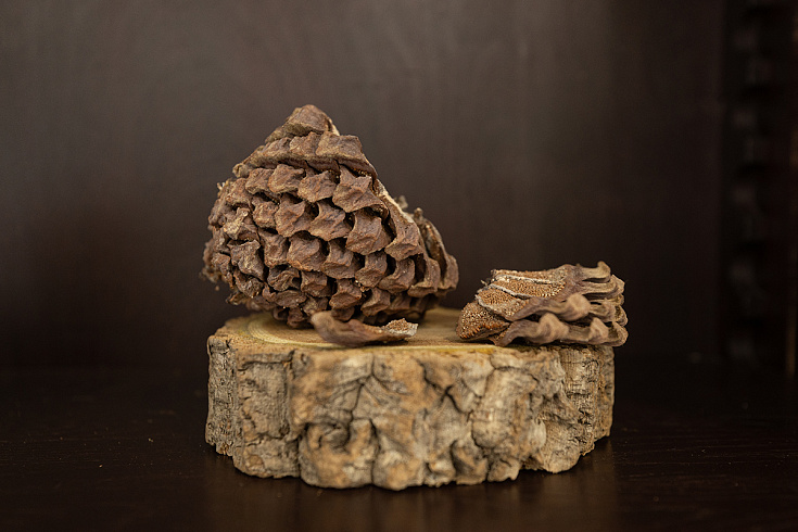 Выставка «Эхо из прошлого в настоящее»: мост через миллионы лет в мир древних обитателей Приморья