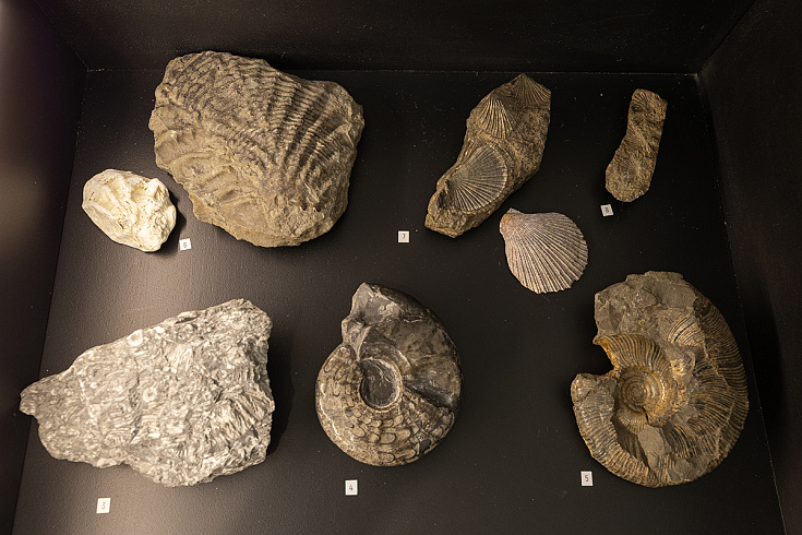 Выставка «Эхо из прошлого в настоящее»: мост через миллионы лет в мир древних обитателей Приморья