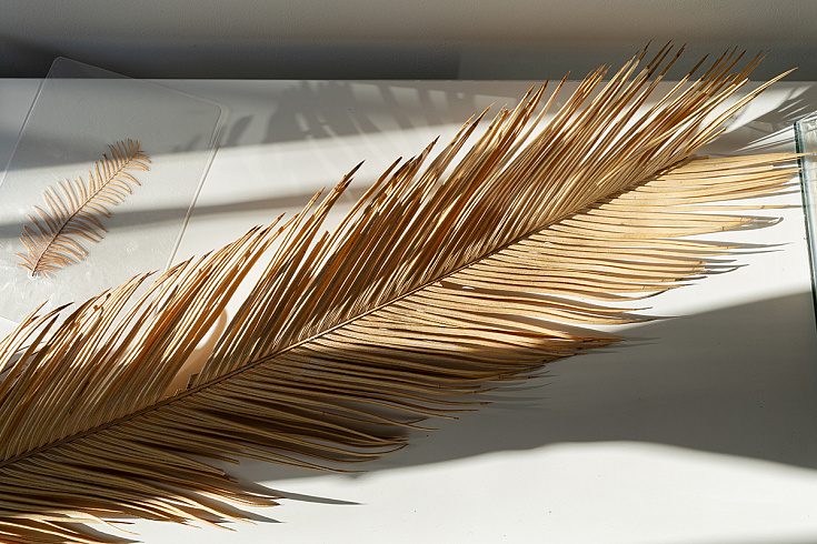 Выставка «Эхо из прошлого в настоящее»: мост через миллионы лет в мир древних обитателей Приморья