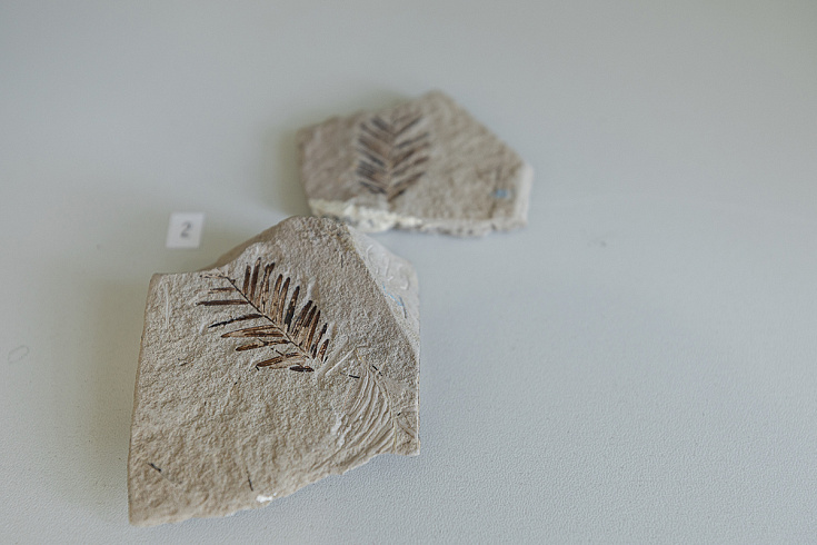 Выставка «Эхо из прошлого в настоящее»: мост через миллионы лет в мир древних обитателей Приморья